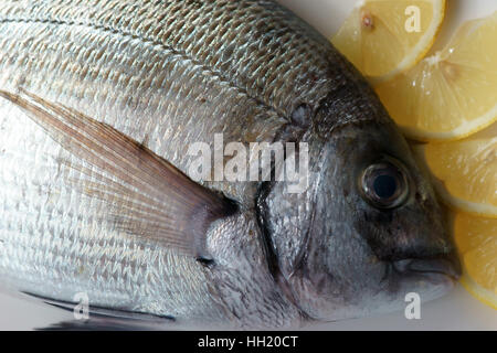 Saragus diplodus, mer méditerranée - Sarago Banque D'Images