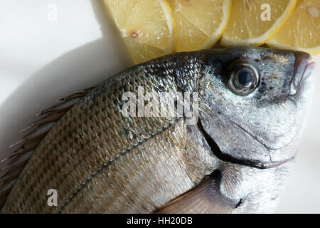 Saragus diplodus, mer méditerranée - Sarago Banque D'Images