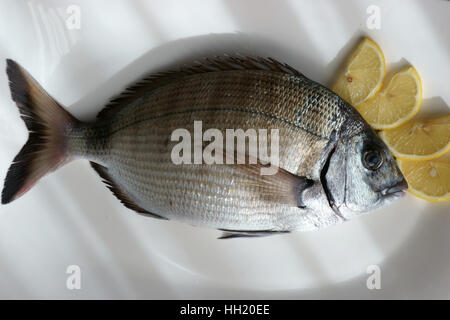 Saragus diplodus, mer méditerranée - Sarago Banque D'Images