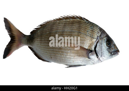 Saragus diplodus, mer méditerranée - Sarago Banque D'Images