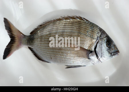 Saragus diplodus, mer méditerranée - Sarago Banque D'Images