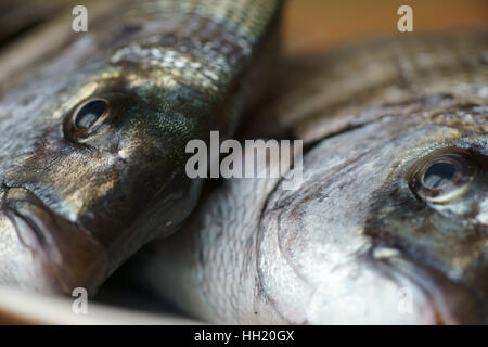 Saragus diplodus, mer méditerranée - Sarago Banque D'Images