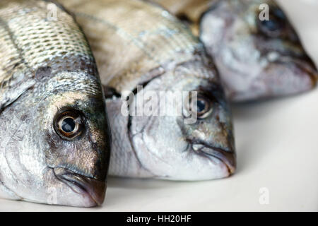 Saragus diplodus, mer méditerranée - Sarago Banque D'Images