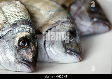 Saragus diplodus, mer méditerranée - Sarago Banque D'Images