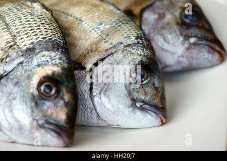 Saragus diplodus, mer méditerranée - Sarago Banque D'Images