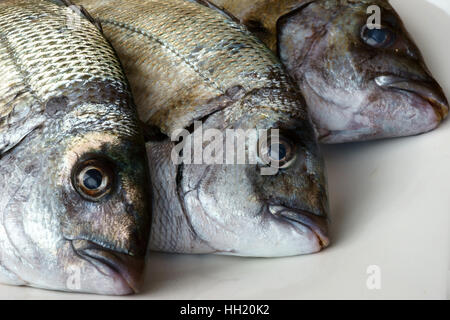 Saragus diplodus, mer méditerranée - Sarago Banque D'Images