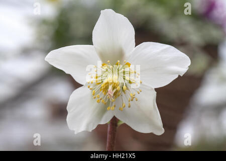 L'hellébore, Rose de Noël blanc Banque D'Images