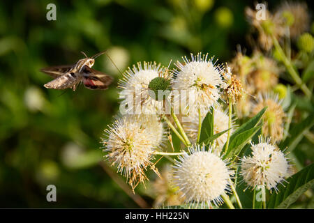 Bordée de blanc papillon sphinx (Hyles lineata) planant tout en se nourrissant d'une boule de bush. Le papillon est découpé sur un fond vert. Banque D'Images