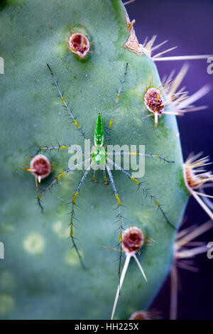Une étonnante Green Spider Lynx (Peucetia viridans) attend ses proies sur une oponce de pad. La réflexion sur le thorax, il paraît presque Banque D'Images