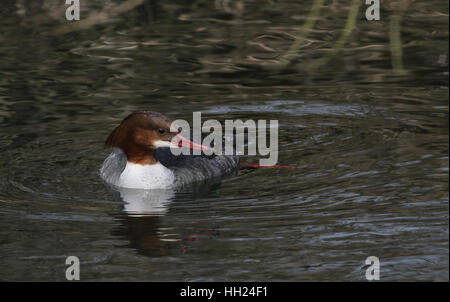 Une femelle harle bièvre (Mergus merganser) nager et plonger dans la rivière à la recherche du poisson à manger. Banque D'Images