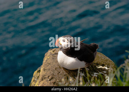 Le macareux moine (Fratercula arctica), également connu sous le nom de la politique commune de macareux, est une espèce d'oiseaux marins dans la famille pingouin. Banque D'Images