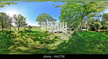 Paysage panoramique sphérique 360° d'un ruisseau et de la forêt des Landes dans le parc national New Forest, Hampshire, Angleterre. Banque D'Images
