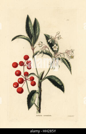 Ardisia crenata, berry Noël (Ardisia crenulata). La gravure sur cuivre coloriée par George Cooke de Conrad Loddiges Cabinet Botanique', London, 1817. Banque D'Images