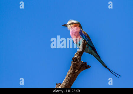 Lillac-breasted roller dans le parc national Kruger, Afrique du Sud ; Espèce Coracias caudatus famille de Coraciidae Banque D'Images