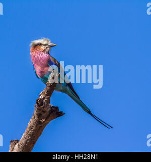 Lillac-breasted roller dans le parc national Kruger, Afrique du Sud ; Espèce Coracias caudatus famille de Coraciidae Banque D'Images