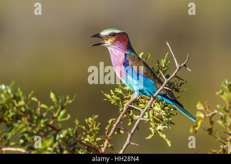 Lillac-breasted roller dans le parc national Kruger, Afrique du Sud ; Espèce Coracias caudatus famille de Coraciidae Banque D'Images