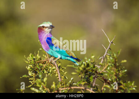 Lillac-breasted roller dans le parc national Kruger, Afrique du Sud ; Espèce Coracias caudatus famille de Coraciidae Banque D'Images