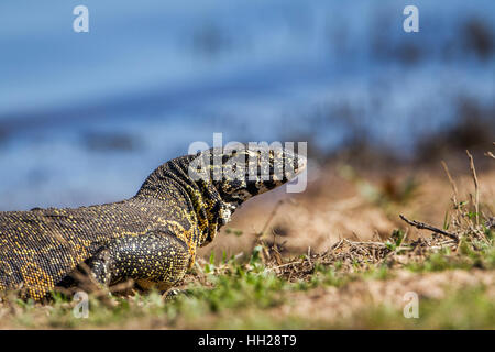 Moniteur du Nil dans le parc national Kruger, Afrique du Sud ; espèce de la famille des Varanidae Varanus niloticus Banque D'Images