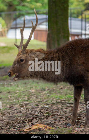 Gros plan du cerf sika dans le parc de Nara, Japon Banque D'Images