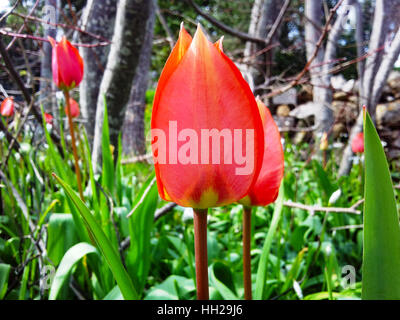 Tulipe rouge de Chios. Une espèce de tulip trouvés dans l'île de Chios, appelé lalades. Elles fleurissent au début du printemps. Banque D'Images