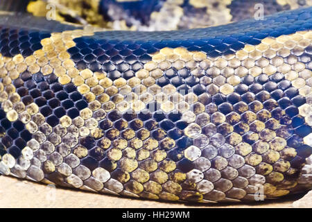 Photo de vrai boa serpent python peau close up Banque D'Images