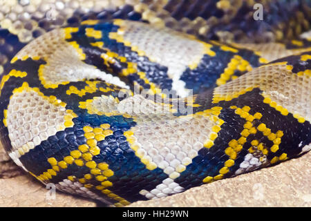 Photo de vrai boa serpent python peau close up Banque D'Images