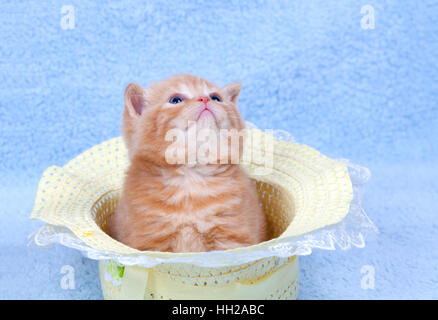 Petit Chaton assis dans un chapeau de paille Banque D'Images