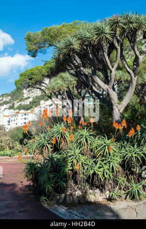 Les Jardins d'Alameda, Gibraltar Banque D'Images