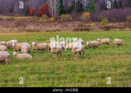 Troupeau de moutons fixant sur un jour d'automne dans le Wisconsin. Banque D'Images