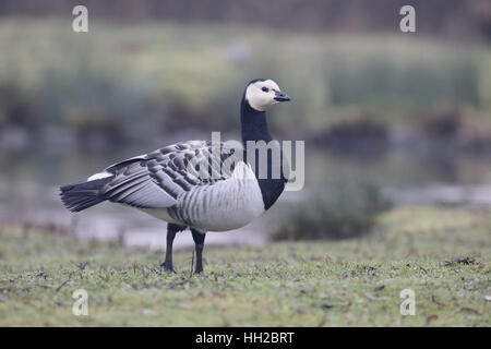 Branta leucopsis Bernache nonnette,, seul oiseau sur l'herbe, l'Écosse, Janvier 2017 Banque D'Images