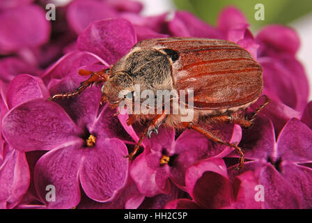 Peut-bug de grimper sur le violet lilas. Fond de fleurs Banque D'Images