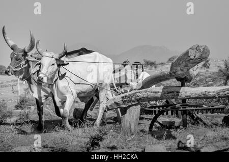 De l'eau anciennes roues en milieu rural Gujarat, Inde. L'eau d'irrigation pour les cultures a été fourni par l'utilisation de l'eau sensibiliser les roues. Banque D'Images