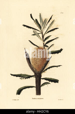 Banksia Banksia marginata, d'argent. L'Australie. La gravure sur cuivre coloriée par George Cooke après George Loddiges de Conrad Loddiges Cabinet Botanique', London, 1817. Banque D'Images