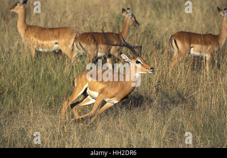 Impala, Aepyceros melampus, homme d'exécution, le parc de Masai Mara au Kenya Banque D'Images