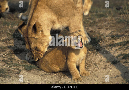 L'African Lion, Panthera leo, Mère de mordre la queue de Cub, parc de Masai Mara au Kenya Banque D'Images