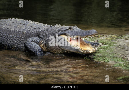 Alligator alligator mississipiensis, adultes, avec la bouche ouverte la régulation de la température corporelle Banque D'Images