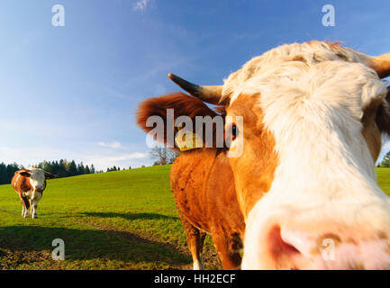 Naturpark Ötscher-Tormäuer : tête de vache vaches insistants, de mountain, Close up, Ötscher Mostviertel, Niederösterreich, Basse Autriche, Autriche Banque D'Images