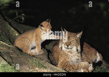 Felis lynx, Lynx, mère et son petit jouant Banque D'Images