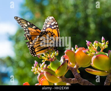 Monach Butterfly sitting on a Jade Plant Banque D'Images