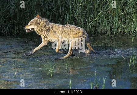 European Wolf, canis lupus , des profils entrant dans l'eau Banque D'Images