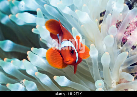 Spinecheek (Premnas biaculeatus poisson clown), petit homme, avec Bubbeltip blanchie (anémone Entacmaea quadricolor). Manado, nord de Sulawesi, en Indonésie. Banque D'Images