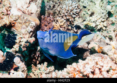 Angelfish Pomacanthus maculosus Yellowbar []. L'Egypte, Mer Rouge. Banque D'Images