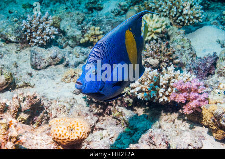 Angelfish Pomacanthus maculosus Yellowbar []. L'Egypte, Mer Rouge. Banque D'Images