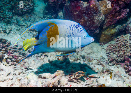 Angelfish Pomacanthus maculosus Yellowbar []. L'Egypte, Mer Rouge. Banque D'Images