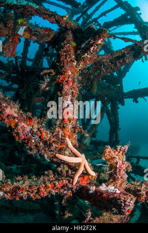 Récif artificiel avec une étoile de mer linckia laevigata (bleu). Mabul, la Malaisie. Banque D'Images