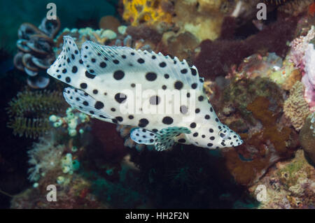 La loche ou mérou à bosse (Cromileptes altivelis) piscine pour enfants sur les récifs coralliens. Le Parc National de Komodo, Rinca, Ind Banque D'Images