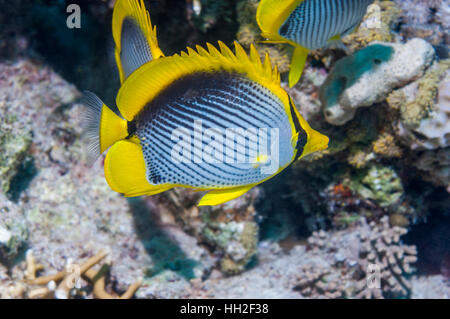 Chaetodon melannotus Blackback [papillons] avec la nageoire dorsale. L'Egypte, Mer Rouge. Banque D'Images