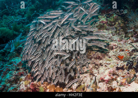 Catfish bordée d'école. L'île de Malapascua, Cebu, Philippines Banque D'Images