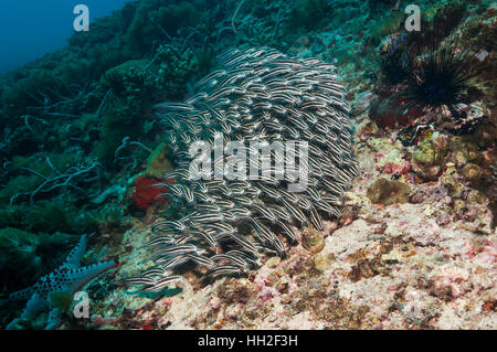 Catfish bordée d'école. L'île de Malapascua, Cebu, Philippines Banque D'Images