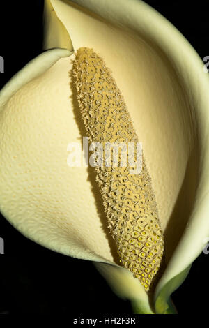 L'usine de fromage ou pain mexicain plante. (Monstera deliciosa). (Araceae). Autre Nom botanique : Philodendron pertusum. Banque D'Images